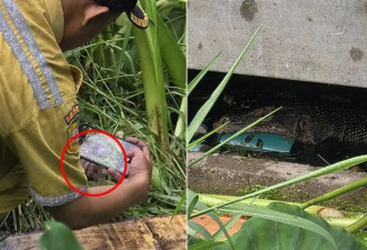 骇人！巨蜥犯案 婴儿被啃食只剩头颅肩膀