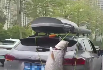 男子将巨型鱼绑车尾游街 交警大队：已通知车主来处理