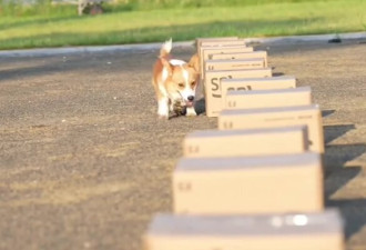 中国首只柯基警犬 粉丝40万，巡逻抢小朋友烤肠