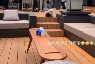 汪小菲霸气！2亿豪宅内宴请马筱梅家人吃烤全羊，家人一团和气