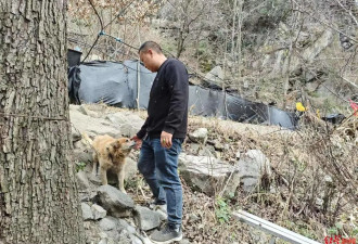 人猴"攻防战"：难守的庄稼与扩张的猴群,村民搬家
