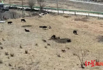 人猴"攻防战"：难守的庄稼与扩张的猴群,村民搬家