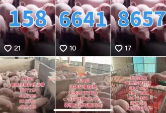 他跨省买144头猪仔13天内全死亡，猪场损失10多万元