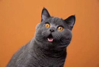 伦敦天价猫咪保姆招聘走红：时薪600元需要会弹琴