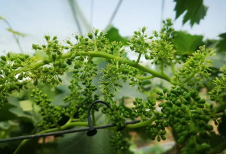 陕西大旱：保不住的果，浇不了的小麦