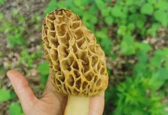 云南的春天，和羊肚菌大战三百回合