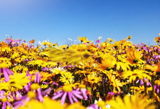南非花海日历：5个绝不能错过的黄金赏花期