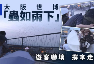 大坂世博“虫如雨下” 蚊虫如暴雨密集狂飞 游客吓坏