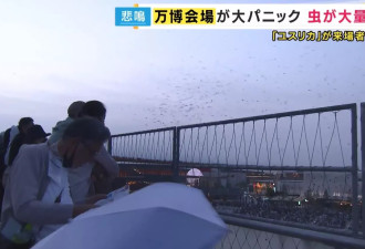 大坂世博“虫如雨下” 蚊虫如暴雨密集狂飞 游客吓坏