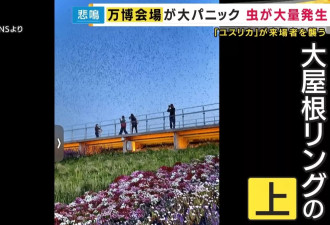 大坂世博“虫如雨下” 蚊虫如暴雨密集狂飞 游客吓坏
