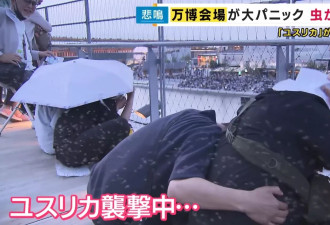 大坂世博“虫如雨下” 蚊虫如暴雨密集狂飞 游客吓坏