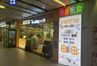 卡皮巴拉,羊驼入驻商场,写字楼究竟暗藏哪些隐患?