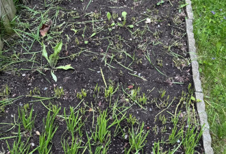 多伦多华人爆料：院子里一池子韭菜，被别人割得一棵没剩