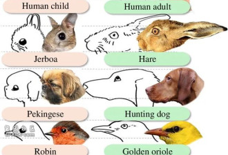 猫和狗长得越来越像 这是人类犯下的错误