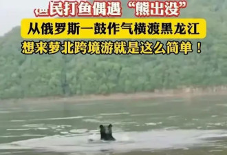 黑熊横渡黑龙江从俄罗斯“偷渡”到中国，当地回应