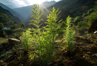 中国人有多爱艾草？这些名人对它推崇备至