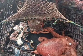 遭遇数千“海底幽灵”入侵 渔民崩溃：血本无归