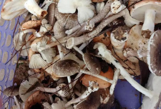 湖南一家6口误食毒蘑菇住进ICU，5岁男童已病危