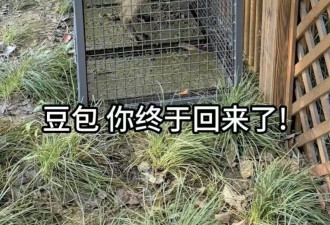 出逃的水豚“豆包”回来了 还胖了1斤…