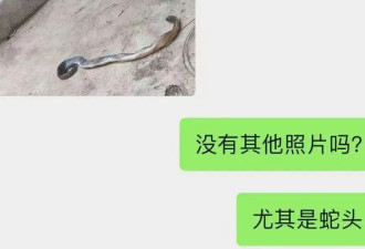 致命危机！毒蛇咬伤后如何‘争分夺秒’自救？