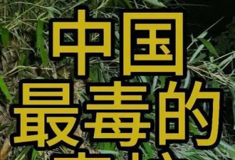中国十大毒蛇，有一种正生活在海边，请注意防范