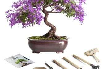 7.1 折，完整的室内景树入门套件 - 1x盆景树