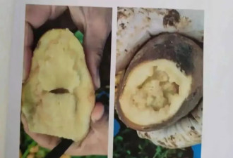 内蒙古乌兰察布，马铃薯毒种子害苦了农民
