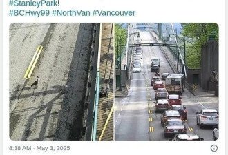 心碎一地：网友目睹温哥华大鹅一家过马路被撞！