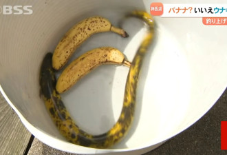 机率十万分之一！他钓到80公分香蕉鳗鱼