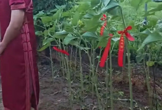 穿红旗袍、拿向日葵的送考父亲走红：希望少点嘲笑