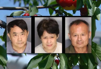 华裔大叔大妈偷樱桃被捕 这次丢人丢大发了