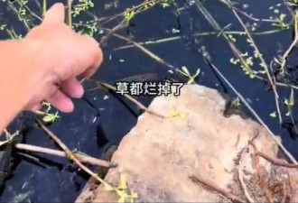 水污染致上万亩水稻无水可种，安徽蚌埠通报