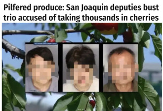 中国游客在美偷樱桃全被抓！面临重罪！加拿大华人急了