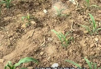 蚌埠一地被曝水污染，网友取水浇苗做实验却被人拔光