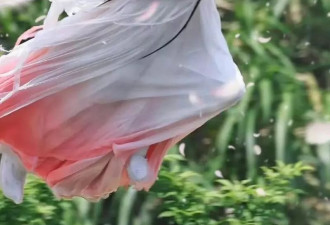 临江仙高开低走，男女主三婚三离太闹腾