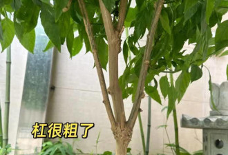 女子因把“辣椒养成树”走红 随吃随摘 网友狂赞