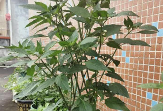 女子因把“辣椒养成树”走红 随吃随摘 网友狂赞