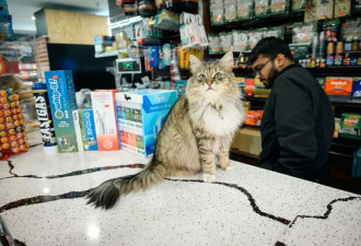 喵星人翻身在即：美国纽约或将立法为“捕鼠官”正名