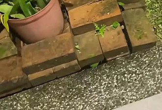 73岁李立群和疑银环蛇近距离唠嗑，让蛇住自家院里，网友：胆真大