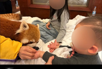 重庆一酒店小熊猫叫早服务引争议，林业局叫停