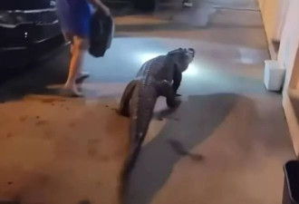 来抓猴？6英尺鳄鱼夜闯美国汽车旅馆 埋伏门口吓坏房客