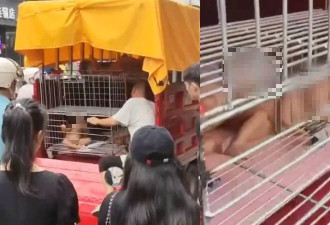 官方通报“男子将孩童关铁笼中”