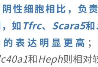 颠覆！父亲染色体决定孩子性别被打破