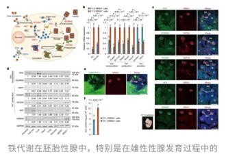 颠覆！父亲染色体决定孩子性别被打破