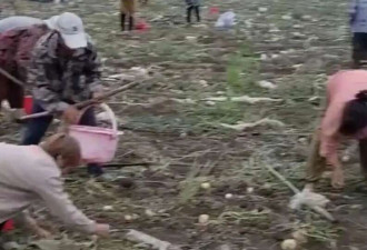 专抢承包户种植农作物 村民是怎么想的?