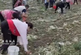 专抢承包户种植农作物 村民是怎么想的?