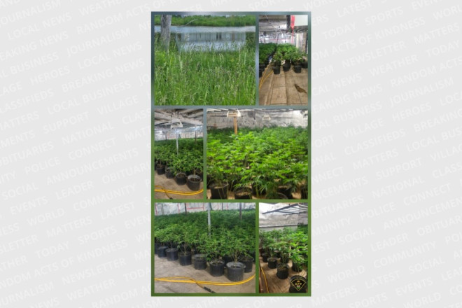 20250619-cannabis-plants-seized