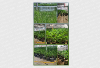 万锦两名华人被捕，涉非法种植400万元大麻！