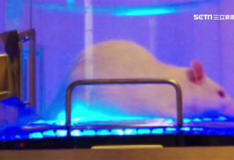 秃头有救？秃发实验“100%重生毛发”破纪录