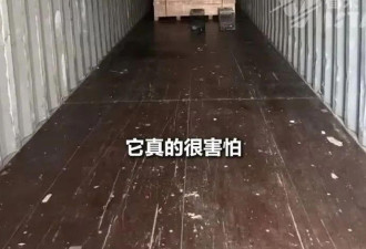 中国小猫被意外运到美国 无食无水生存3周